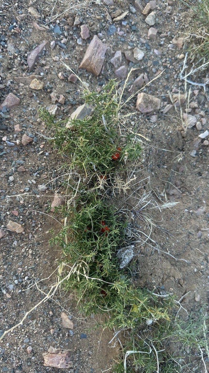 Asparagus gobicus photo 6