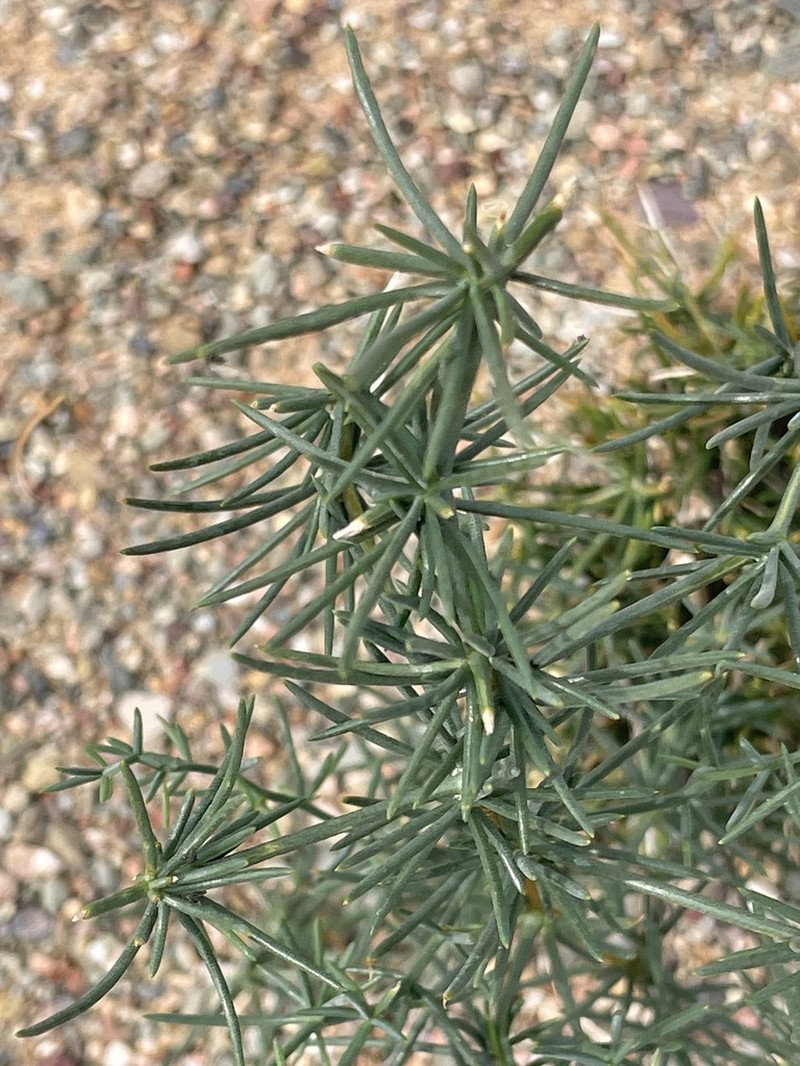 Asparagus gobicus photo 8