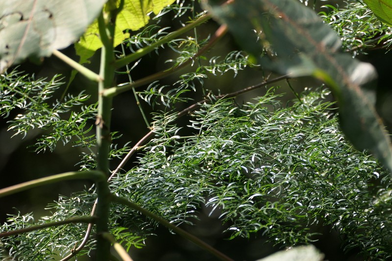 Asparagus gonoclados photo 2