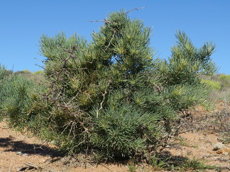 Asparagus graniticus
