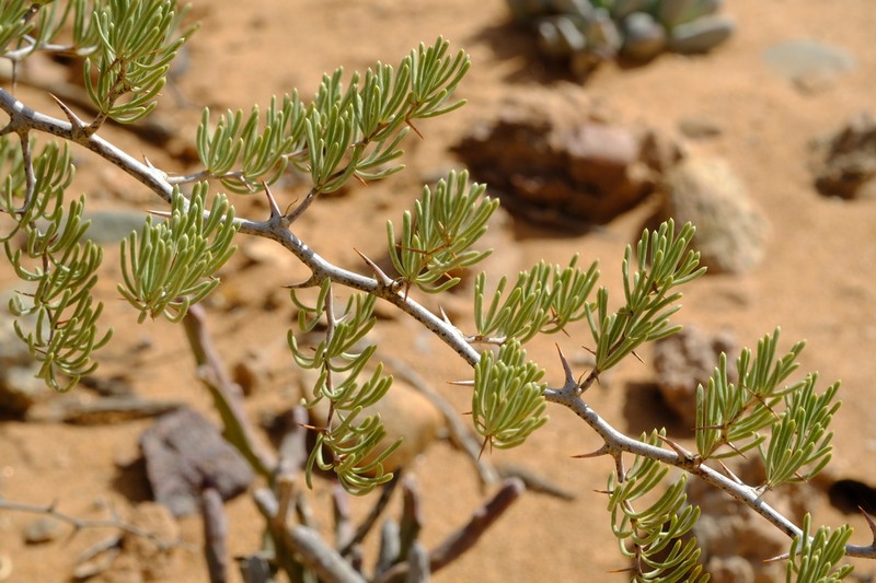 Asparagus graniticus photo 2