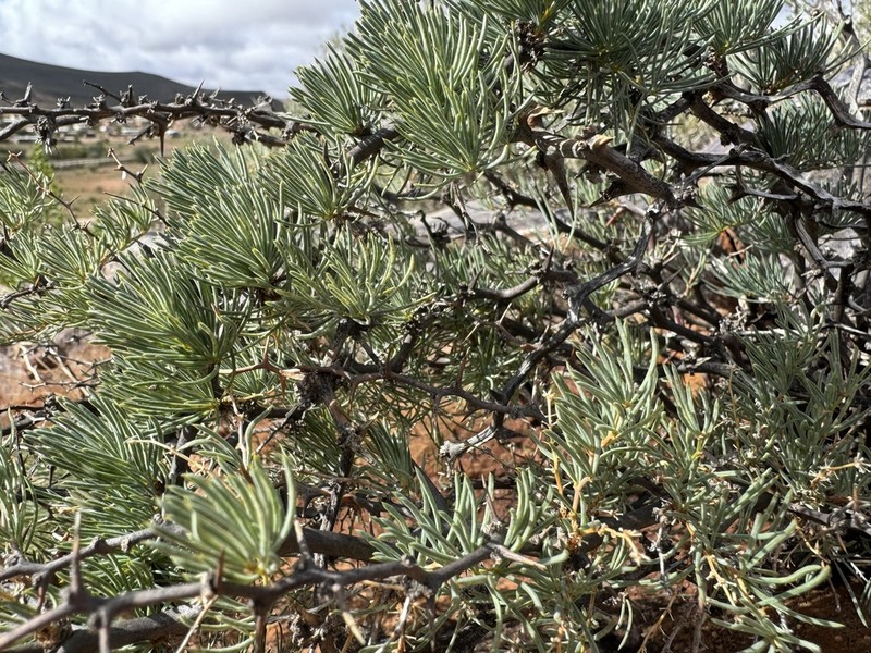 Asparagus graniticus photo 3