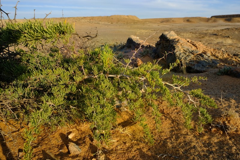 Asparagus graniticus photo 4