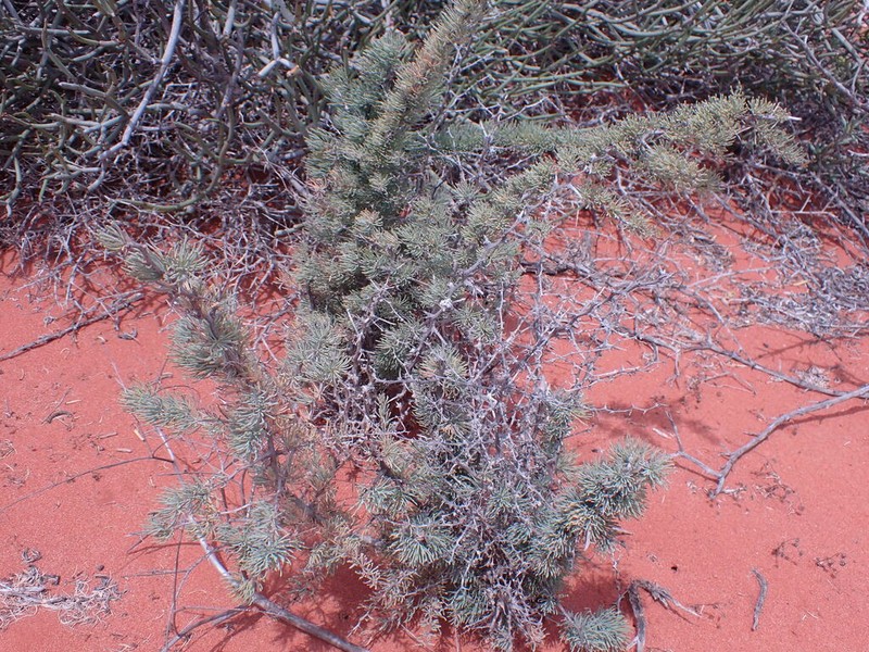 Asparagus graniticus photo 5