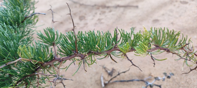 Asparagus graniticus photo 8