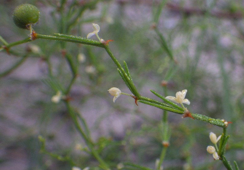 Asparagus greveanus photo 3