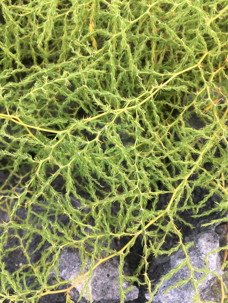 Asparagus greveanus photo 4