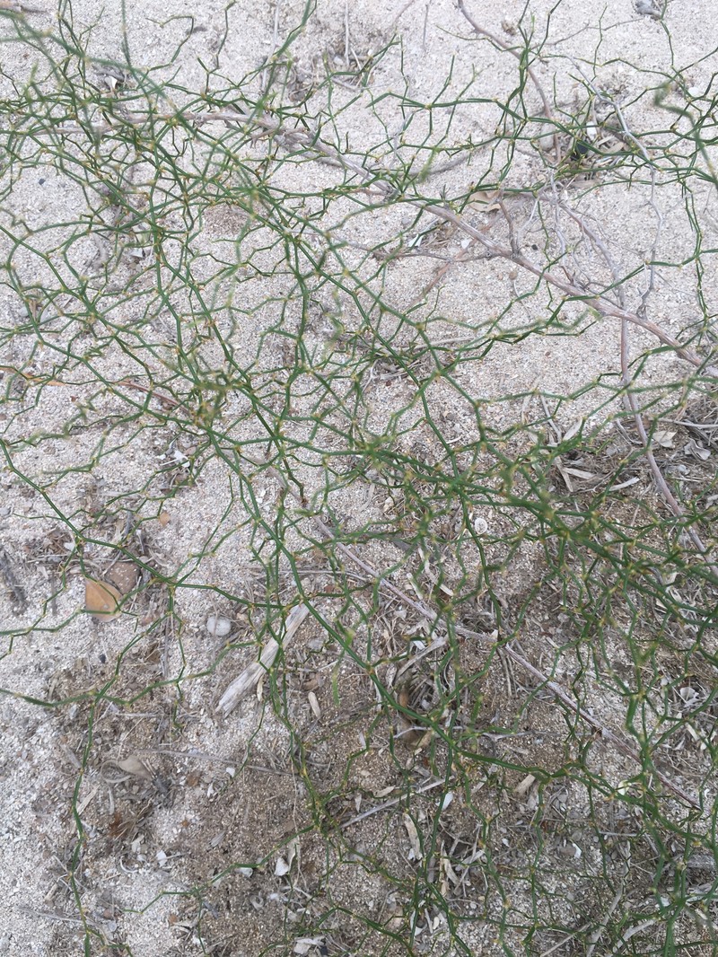 Asparagus greveanus photo 5