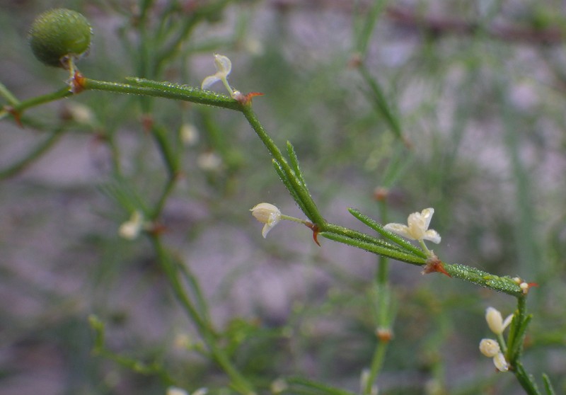 Asparagus greveanus photo 6