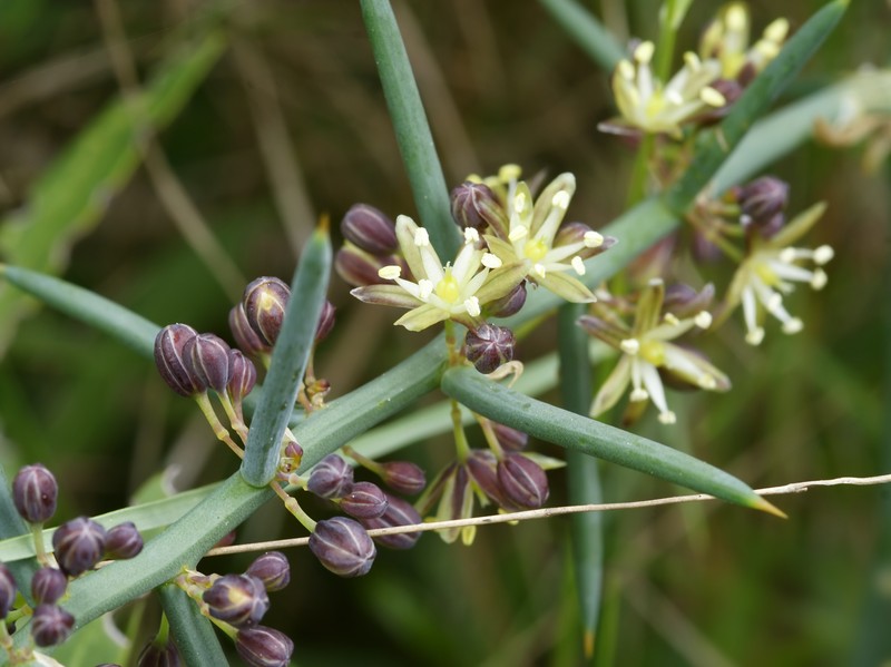 Asparagus horridus