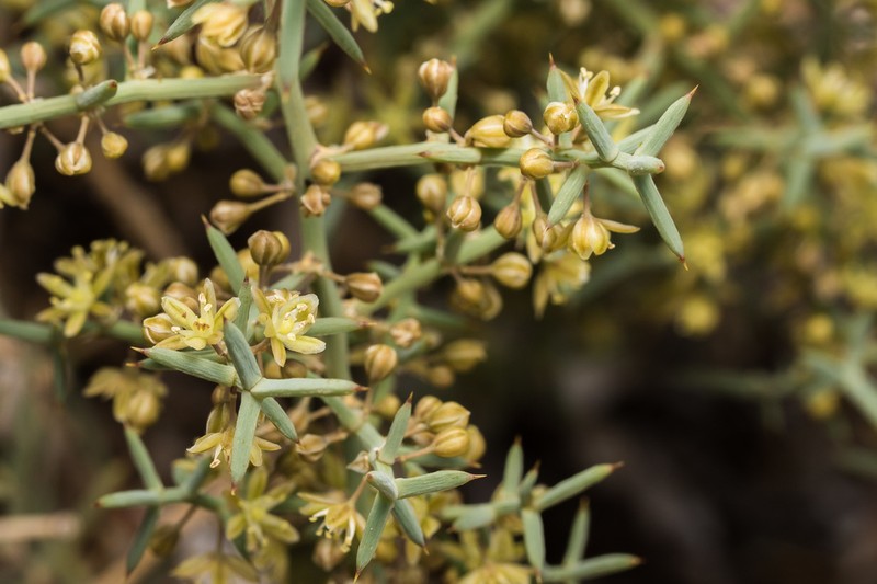 Asparagus horridus photo 2