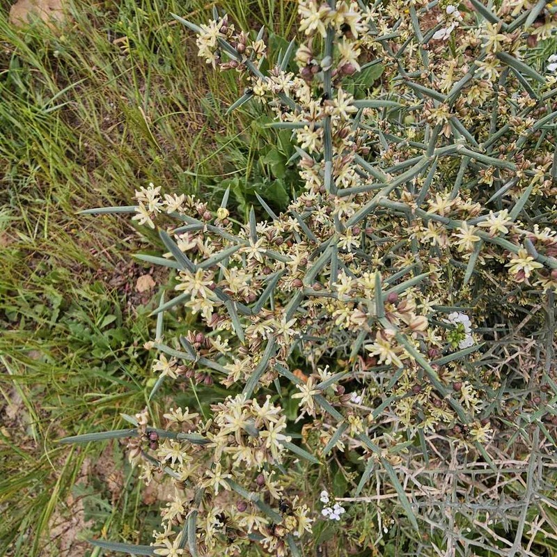 Asparagus horridus photo 3