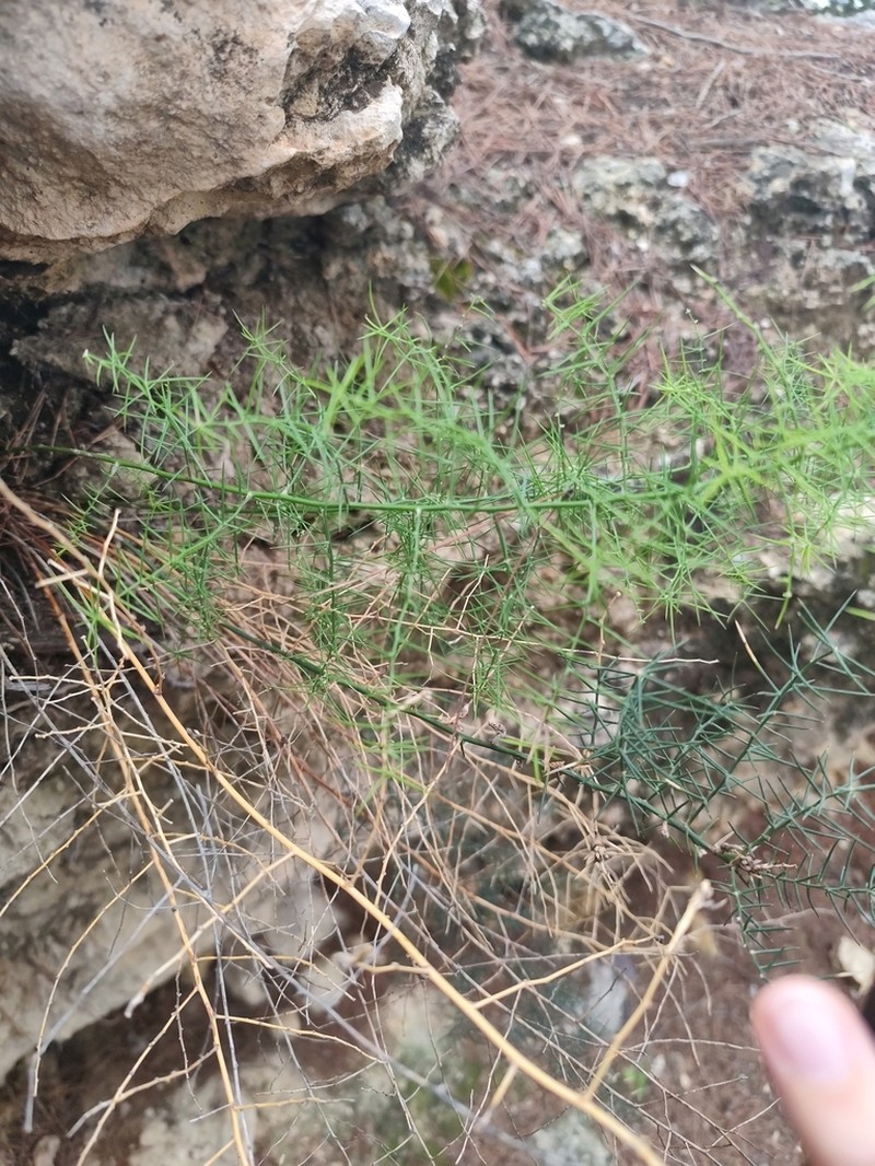 Asparagus horridus photo 4