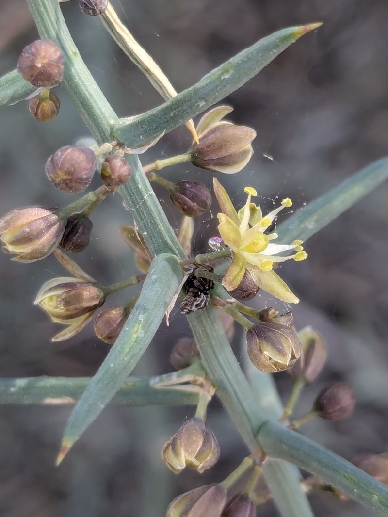 Asparagus horridus photo 5