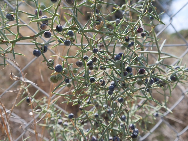 Asparagus horridus photo 6
