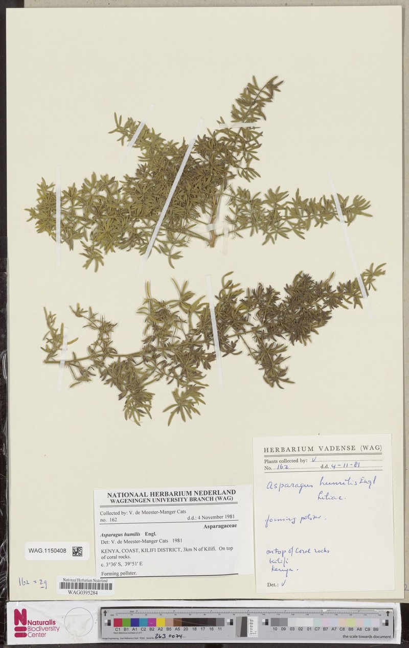 Asparagus humilis photo 2