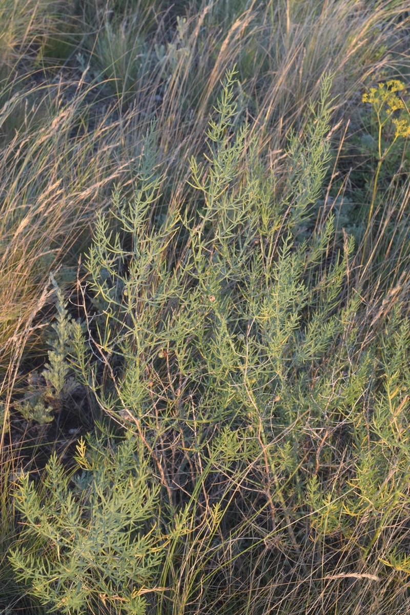 Asparagus inderiensis photo 3
