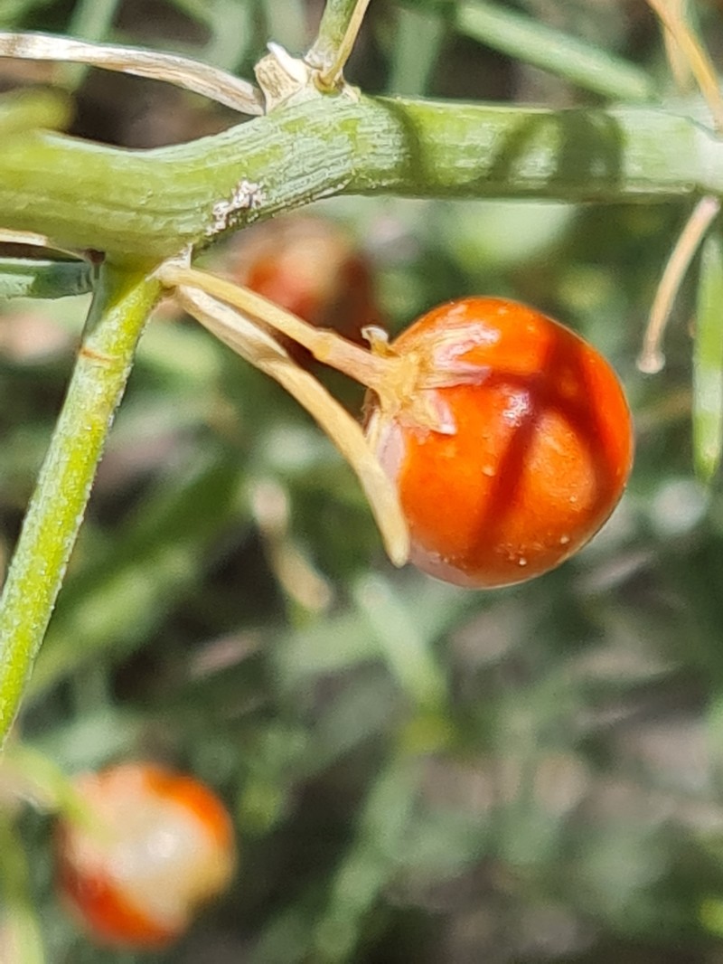 Asparagus inderiensis photo 6