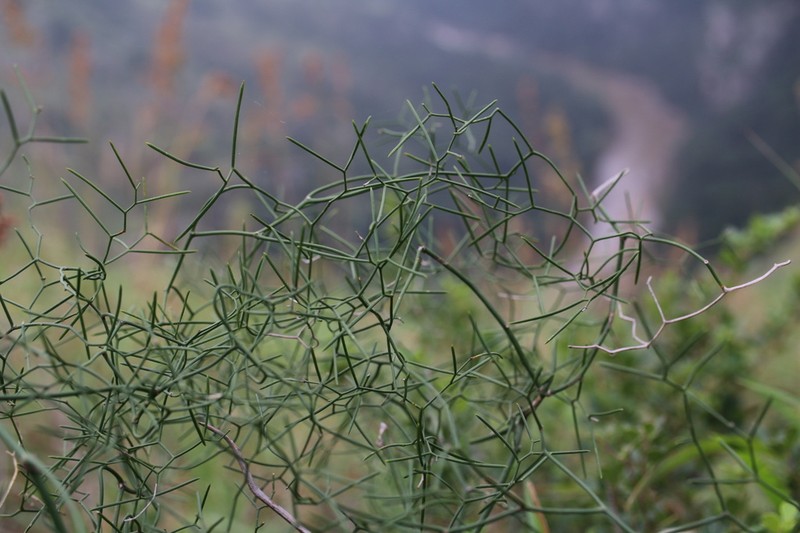 Asparagus intricatus