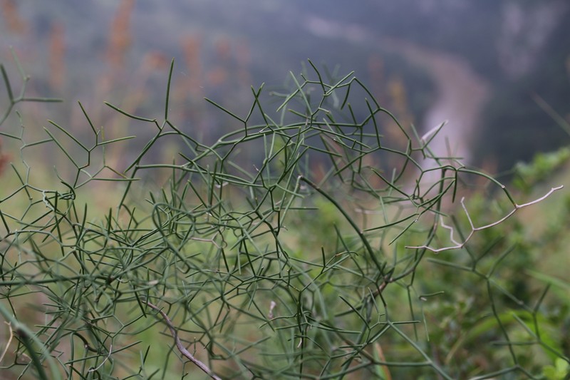 Asparagus intricatus photo 2