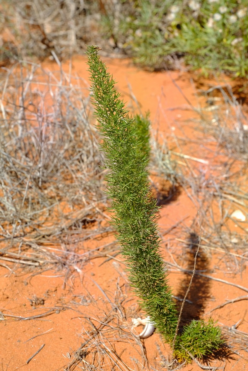Asparagus juniperoides