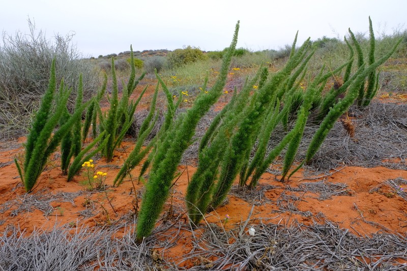 Asparagus juniperoides photo 2
