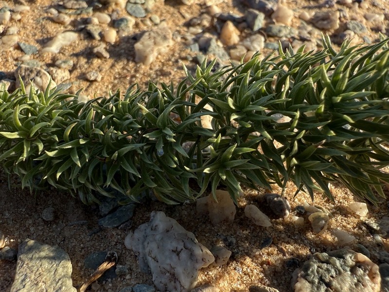 Asparagus juniperoides photo 3