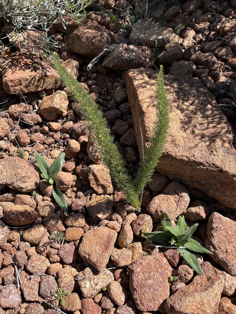 Asparagus juniperoides photo 4