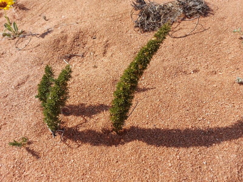 Asparagus juniperoides photo 5