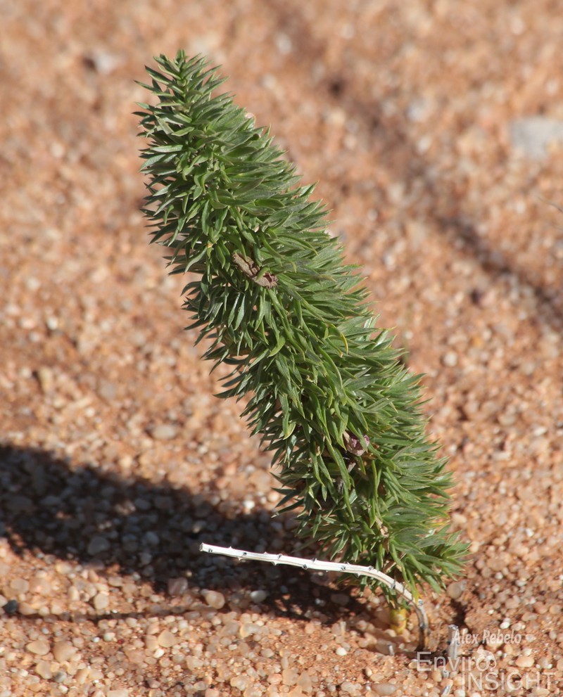 Asparagus juniperoides photo 6