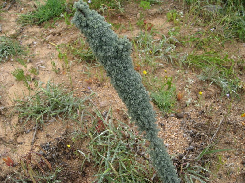 Asparagus juniperoides photo 8