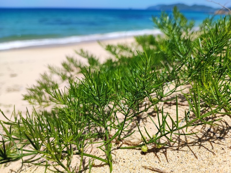 Asparagus kiusianus