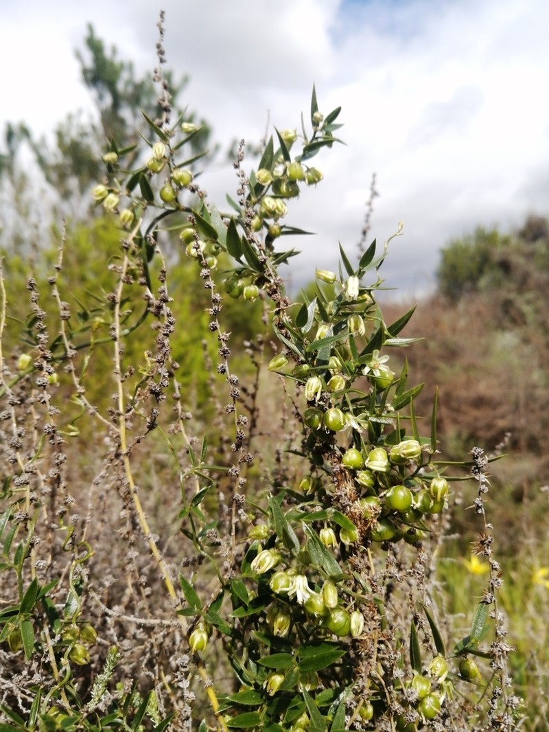 Asparagus kraussianus