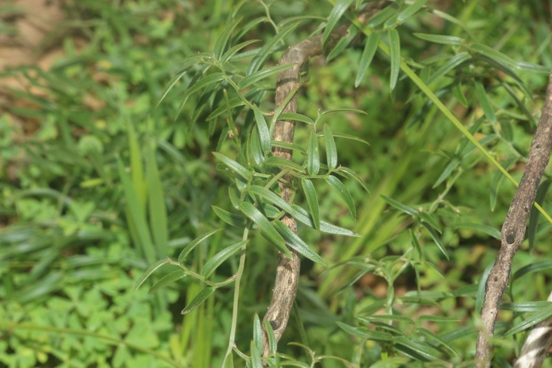 Asparagus kraussianus photo 2