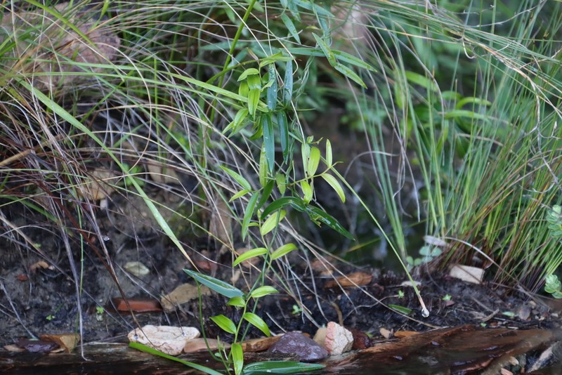 Asparagus kraussianus photo 8