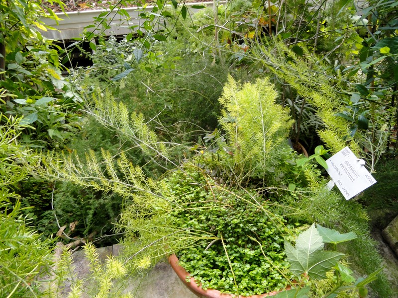 Asparagus krebsianus