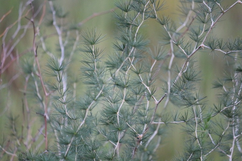 Asparagus laricinus