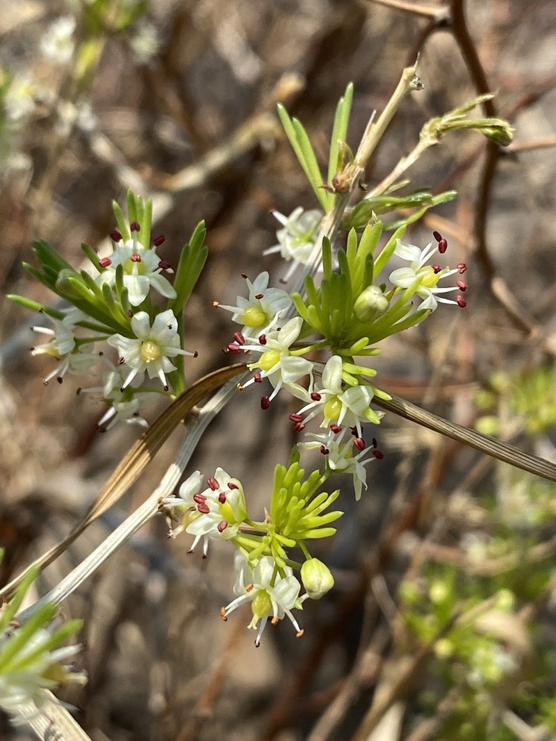 Asparagus laricinus photo 2