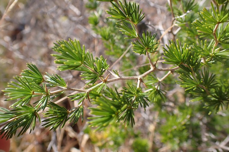 Asparagus laricinus photo 3