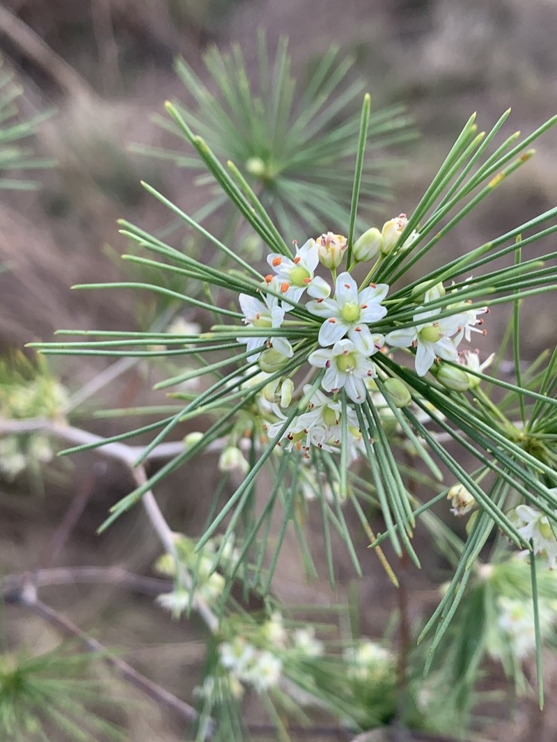 Asparagus laricinus photo 4