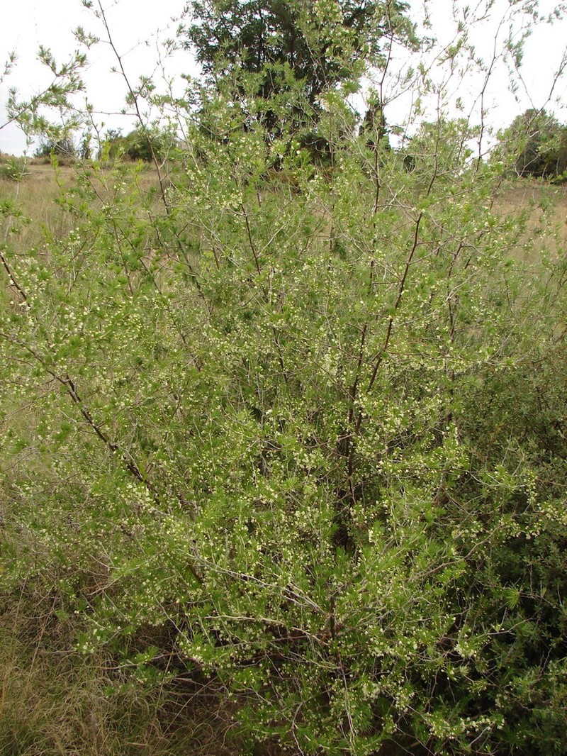 Asparagus laricinus photo 5
