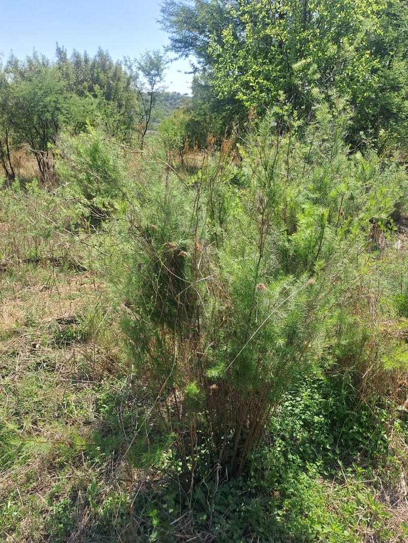 Asparagus laricinus photo 6