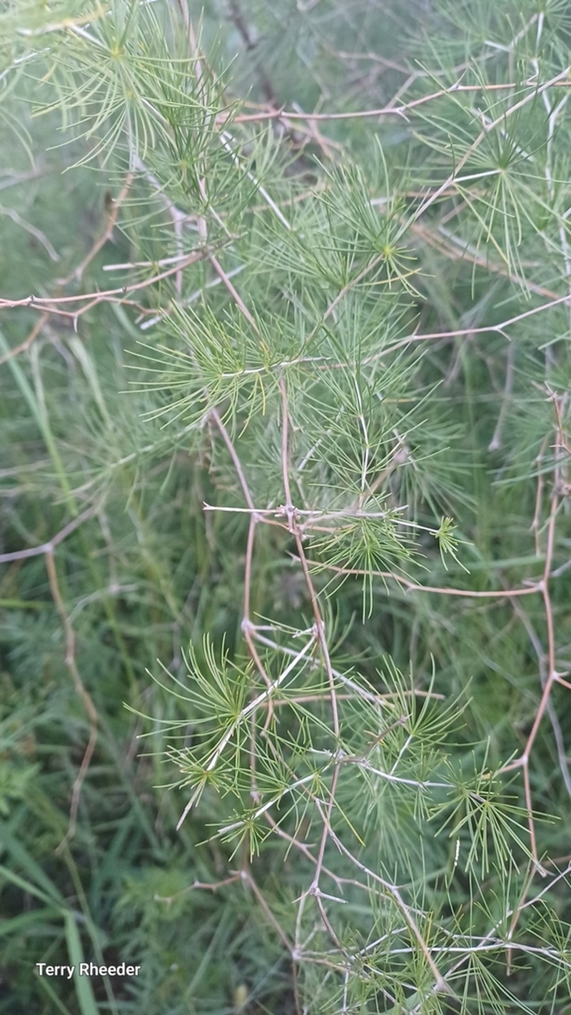 Asparagus laricinus photo 7