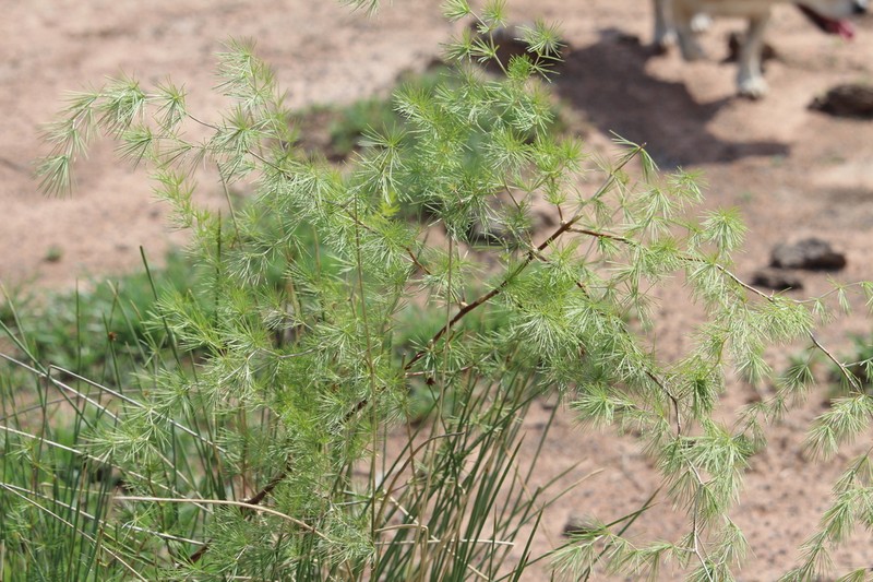 Asparagus laricinus photo 8
