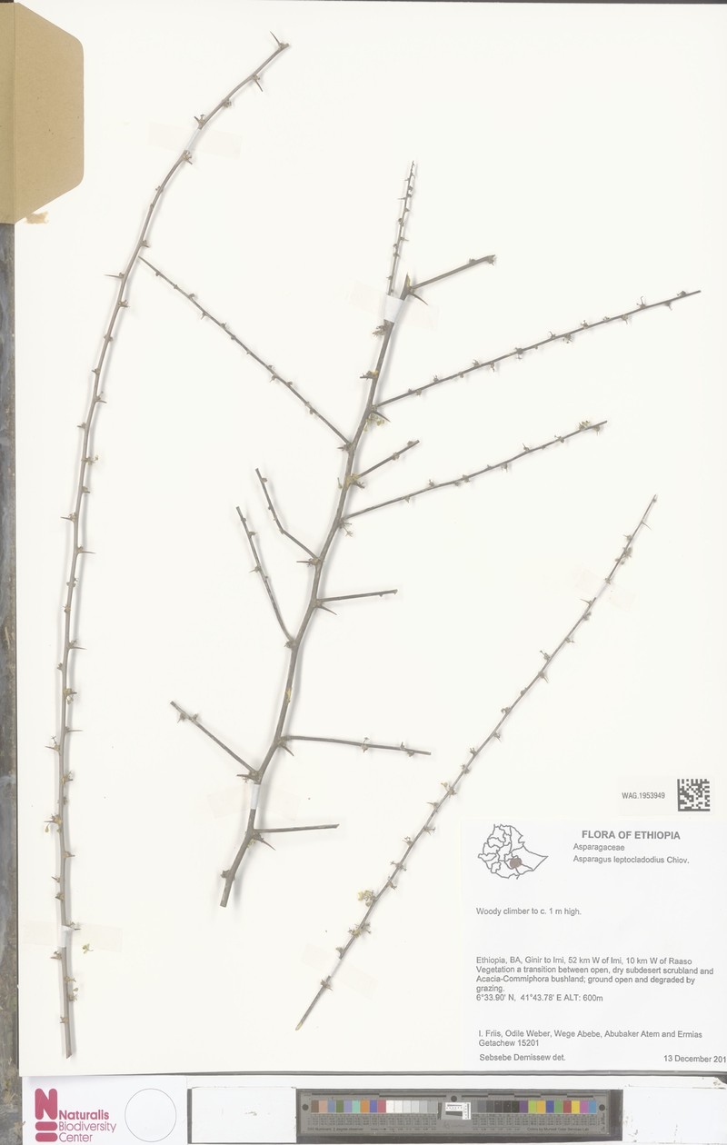 Asparagus leptocladodius
