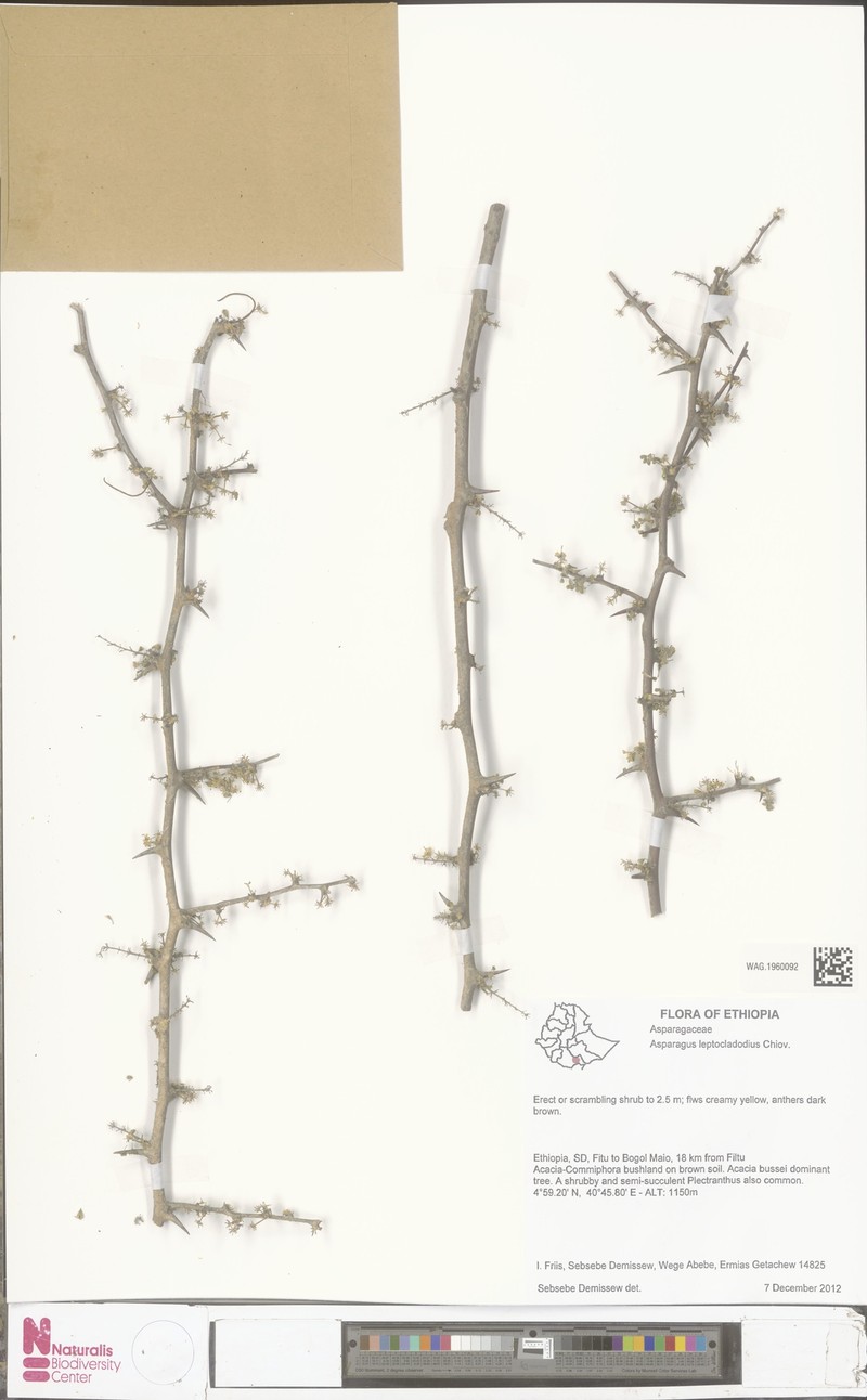 Asparagus leptocladodius photo 2