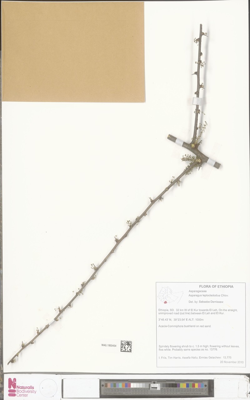 Asparagus leptocladodius photo 3