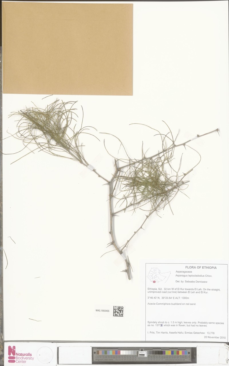 Asparagus leptocladodius photo 4