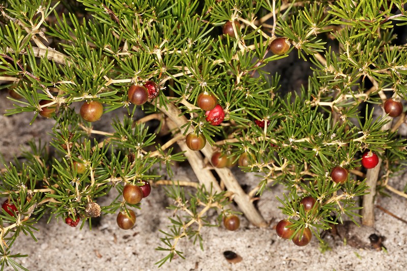 Asparagus lignosus