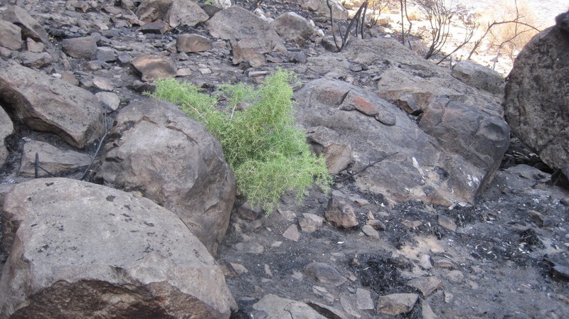 Asparagus lignosus photo 2